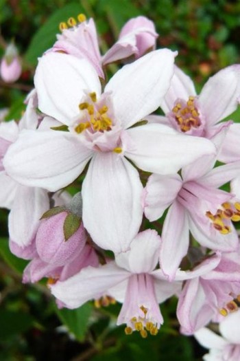 Дейция гибридная Монт Роуз | Дейція гібридна Монт Роуз | Deutzia hybrida Mont Rose
